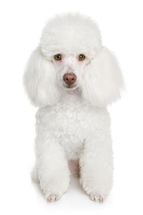 White poodle puppy stock photo. Image of white, groomed - 14541996