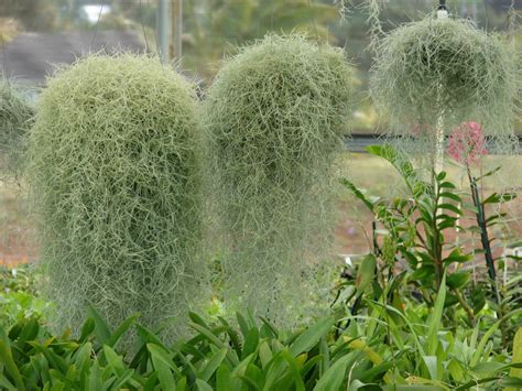 Tillandsia usneoides (Graybeard, Long Moss, Old Man's Beard, Spanish Moss) | North Carolina ...