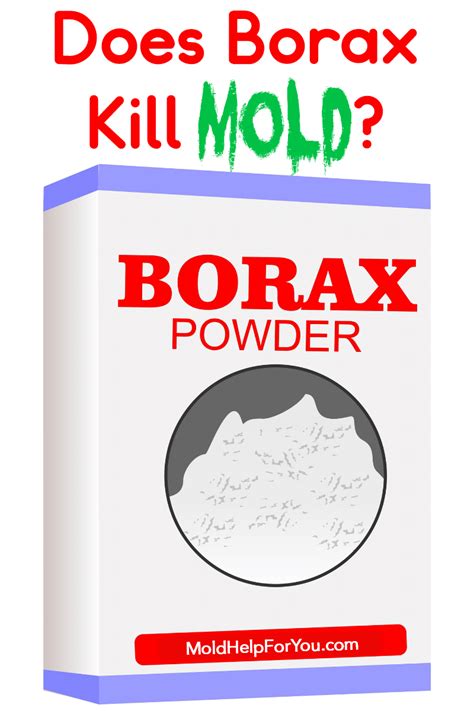 Does Borax Kill Mold? | Mold Help For You