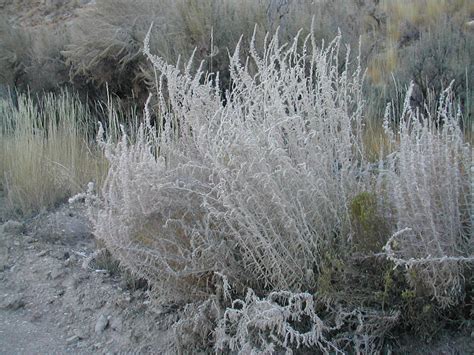 Winterfat - Krascheninnikovia lanata - Great Basin Seeds