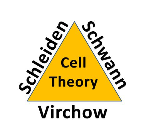 Multiple Choice Quiz on Cell Theory | Biology Multiple Choice Quizzes