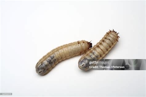 Figeater Beetle Larvae High-Res Stock Photo - Getty Images