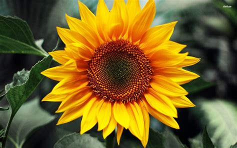 Download Flower Nature Sunflower HD Wallpaper