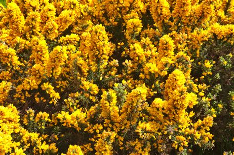 Free stock photos - Rgbstock - Free stock images | Gorse flowers ...