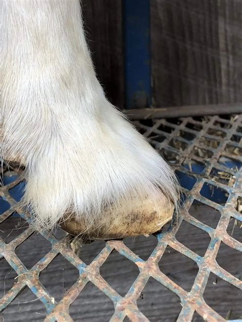 Overgrown Goat Hoof Care Steps to Take - Timber Creek Farm