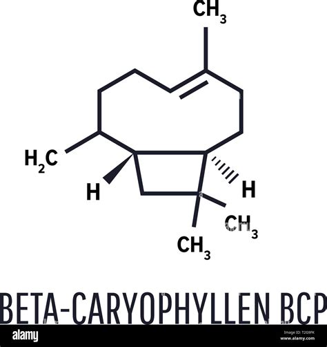 Caryophyllene molecule. Skeletal formula. Constituent of multiple herbal essential oils Stock ...