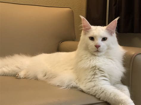 White Maine Coon - This Could Be The Coolest One Ever