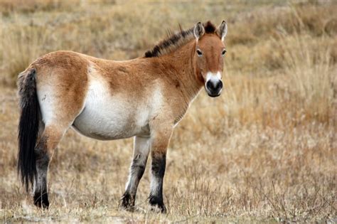 Mongolian Wild Horse l Ancient Progenitor - Our Breathing Planet