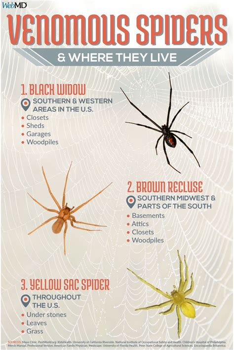 Spider Bites: What You Should Know | Spider bites, Spider venom, Spider ...