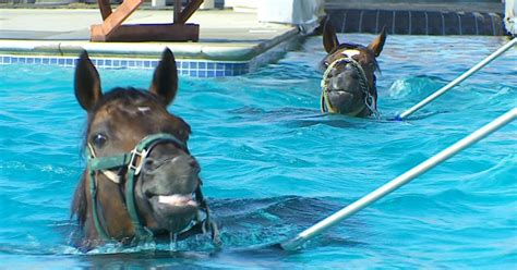 Canterbury Race Horses Take To On-Site Swimming Pool - CBS Minnesota