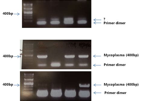 pcr primer dimer 맞는지 확인부탁드려요 > BRIC