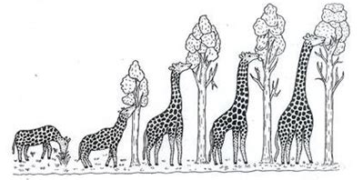 Evolution of the Giraffe on emaze