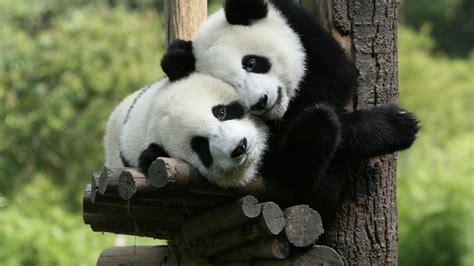 Cute, Panda, Animals, 4K, #4.550 Wallpaper