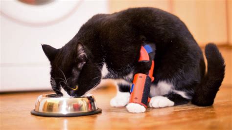 Disabled cat walks again thanks to #3DPrinting #3DThursday « Adafruit ...