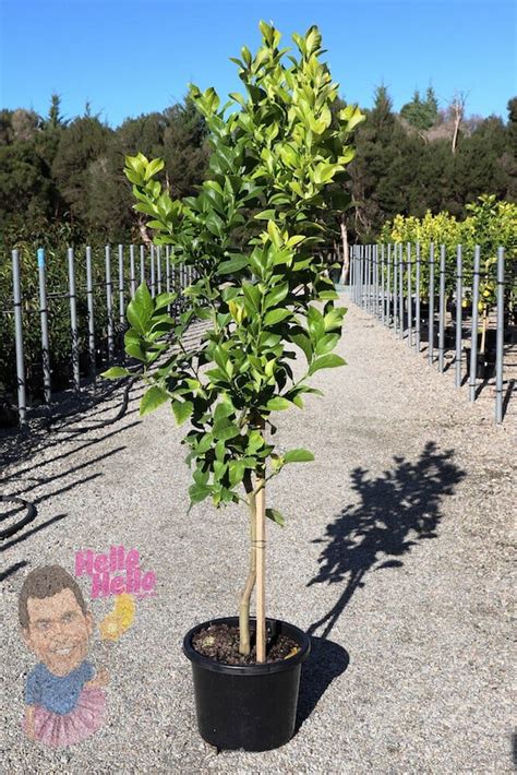 Citrus 'Eureka' Lemon Tree 13" Pot - Hello Hello Plants