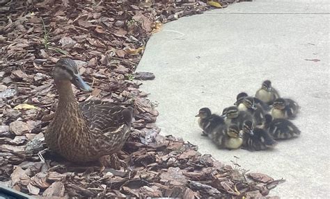 Special ‘Delivery’: Mama Duck Hatches Babies At Baptist Beaches | Beaches OBGYN