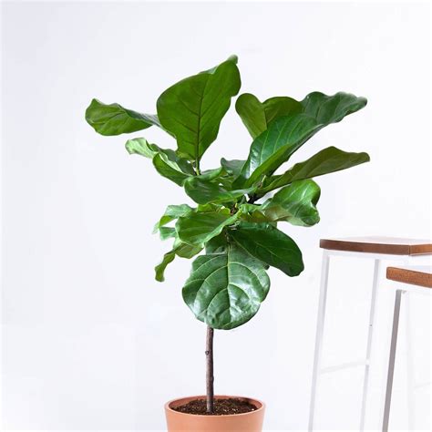 13 Best Indoor House Plants🌱That Are Easy To Take Care Of & Decorate