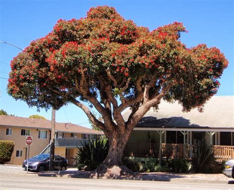 Adventure Talgache: red flowering gum tree moments