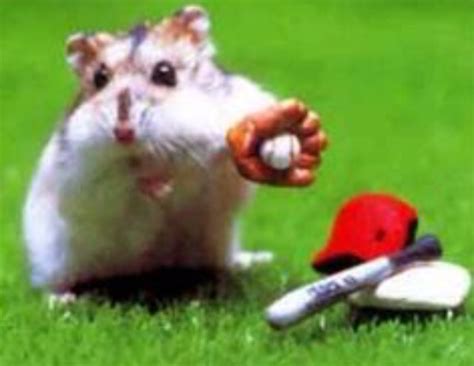 Animal With Baseball Kit