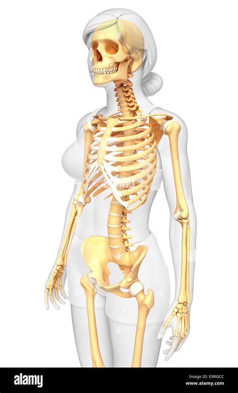 Illustration of human skeleton side view Stock Photo - Alamy