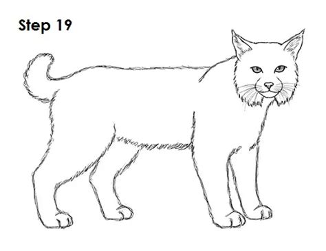 How to Draw a Bobcat