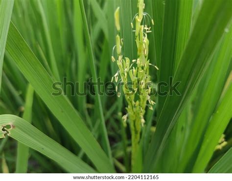 55,504 Nature Rice Flower Images, Stock Photos & Vectors | Shutterstock