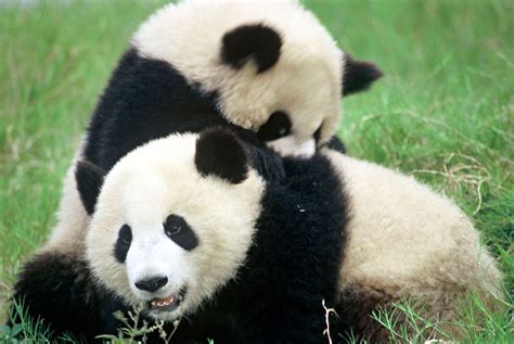 Why Are Pandas Endangered? Facts about the Population of Pandas