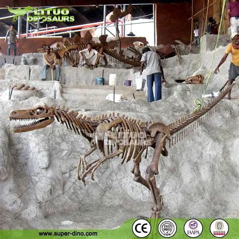 Museum Quality Life-size Velociraptor Skeleton - Buy Velociraptor ...