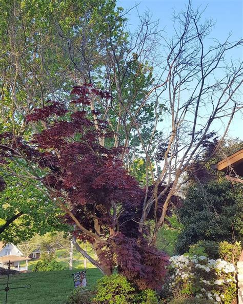 Why Is My Japanese Maple Dying? – World of Garden Plants