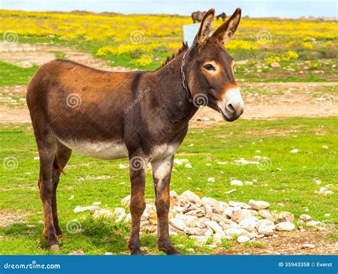 Donkey Farm Animal Brown Color Standing On Field Grass Royalty-Free ...