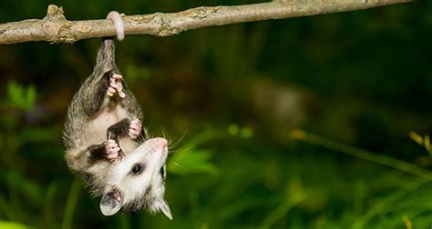 Baby Opossum Age Chart Pictures - faddiy