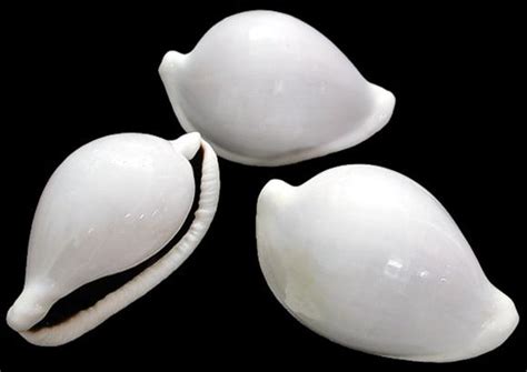 Cowry shell different sizes, patterns and color from around the world