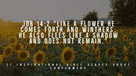 21 Inspirational Bible Verses About Sunflowers (Epic Quotes)