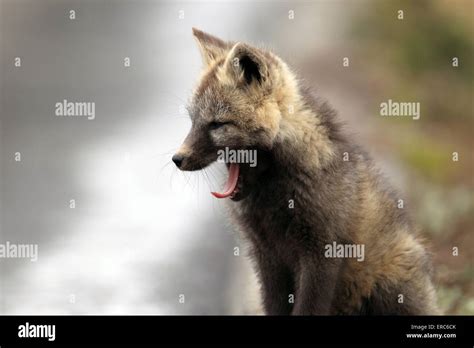 Silver foxes hi-res stock photography and images - Alamy