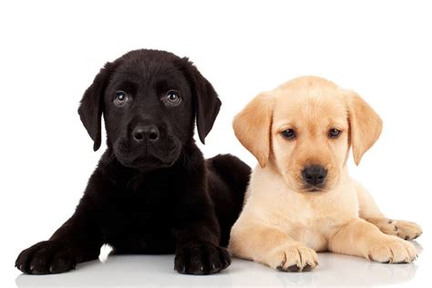 Golden Retriever vs Labrador (8 Major Breed Differences) - K9 Pie