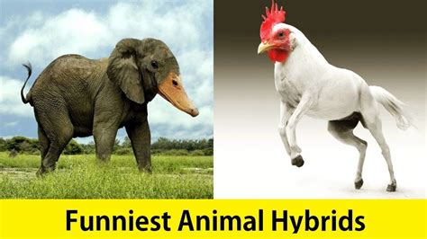 Funniest Animal Hybrids - YouTube