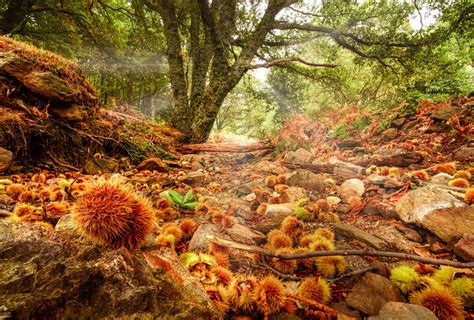 Los bosques más bonitos de España