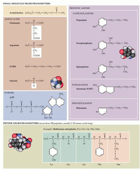 Nootropics for Neurotransmitters - Balancing Brain Chemistry for Peak – Mind Lab Pro®