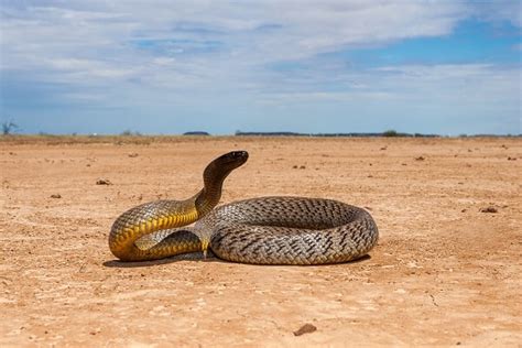 Taipan - Facts and Beyond | Biology Dictionary