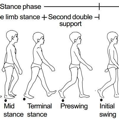 Human gait cycle (adapted from Vaughan et al., 1999) | Download Scientific Diagram