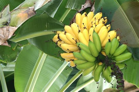 Burro Banana: Description, Flavor, Benefits, And Uses - Gardeners' Magazine