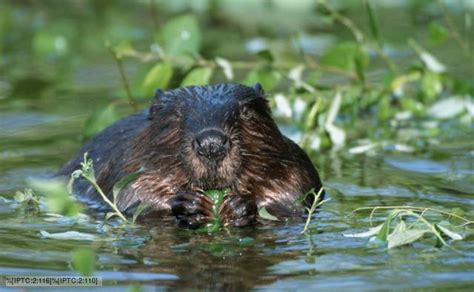 Eurasian beaver - Alchetron, The Free Social Encyclopedia