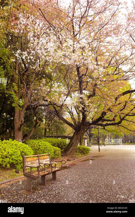 Cherry blossom at Ueno Park, Tokyo, Kanto Region, Honshu, Japan Stock Photo - Alamy