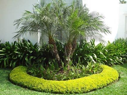 No necesitamos palmeras tan grandes para darle belleza a nuestro jardín. Palm Trees Landscaping ...