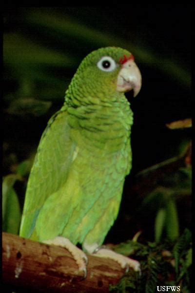 Avian Reintroduction and Translocation : Species : Puerto Rican Parrot