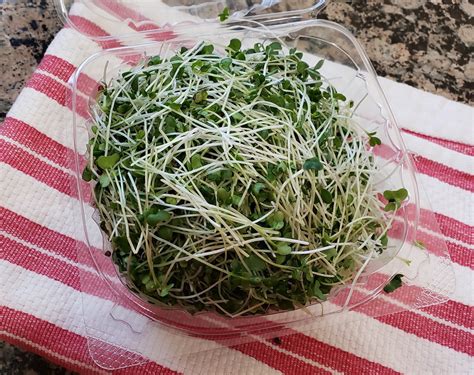 Broccoli Sprouts-Powerful Medicinal Food - The Whole Living Path