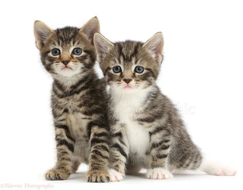 Cute tabby kittens photo WP42126