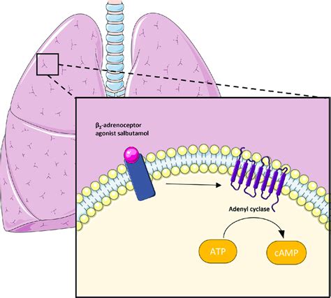 Mechanism of action of salbutamol in the relief and prevention of... | Download Scientific Diagram