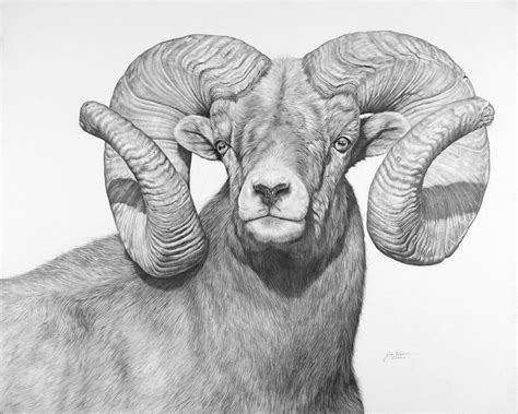 Bighorn Sheep – Jim Weaver Pencil Art