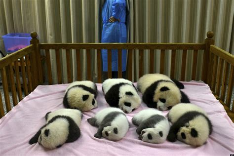 Chengdu Panda Cubs Are The Cutest Things On Earth (VIDEO) (PHOTO ...